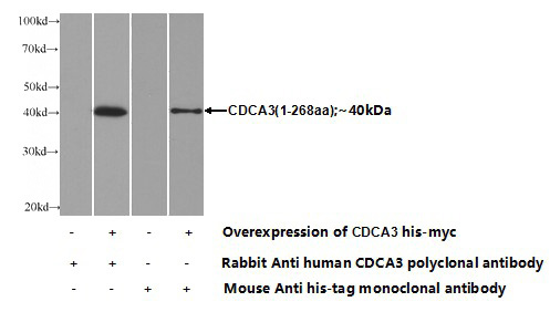 Transfected HEK-293 cells were subjected to SDS PAGE followed by western blot with Catalog No:109114(CDCA3 Antibody) at dilution of 1:1000