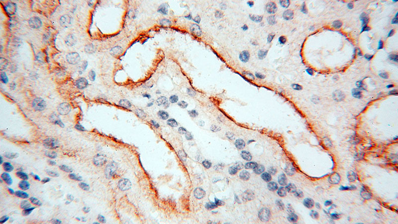 Immunohistochemical of paraffin-embedded human kidney using Catalog No:111110(GPR132 antibody) at dilution of 1:50 (under 40x lens)