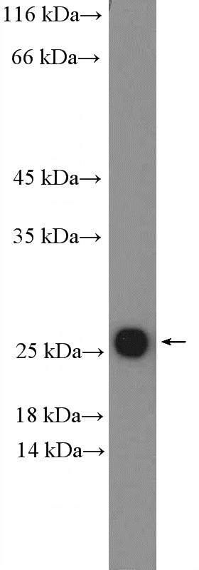 HUVEC cells were subjected to SDS PAGE followed by western blot with Catalog No:108202(ARL4C Antibody) at dilution of 1:600