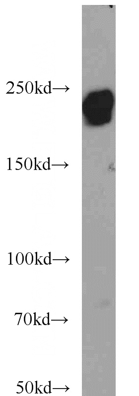 NIH/3T3 cells were subjected to SDS PAGE followed by western blot with Catalog No:112270(LAMB1 antibody) at dilution of 1:1000