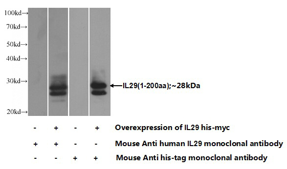 Transfected HEK-293 cells were subjected to SDS PAGE followed by western blot with Catalog No:107397(IL29 Antibody) at dilution of 1:5000