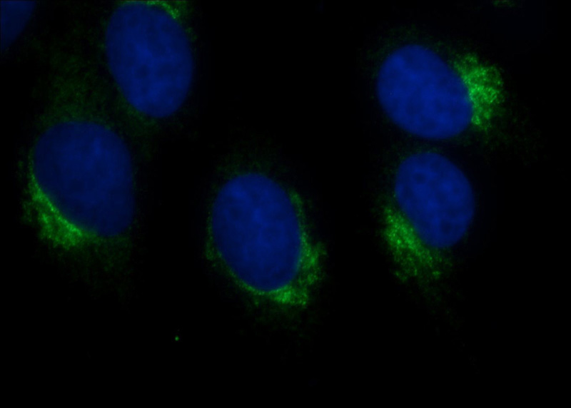 Immunofluorescent analysis of MDCK cells using Catalog No:109409(CLUAP1 Antibody) at dilution of 1:50 and Alexa Fluor 488-congugated AffiniPure Goat Anti-Rabbit IgG(H+L)