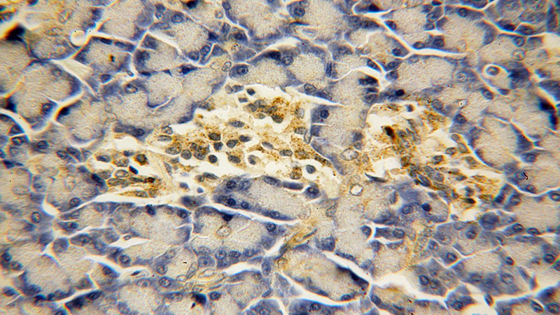 Immunohistochemical of paraffin-embedded human pancreas using Catalog No:113583(PARD6B antibody) at dilution of 1:100 (under 40x lens)
