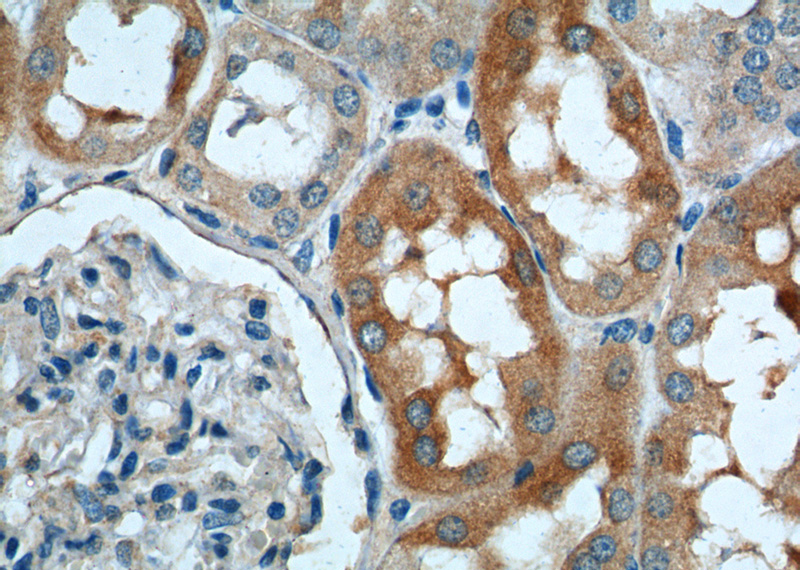 Immunohistochemistry of paraffin-embedded human kidney tissue slide using Catalog No:115340(SLC4A1AP Antibody) at dilution of 1:200 (under 40x lens).