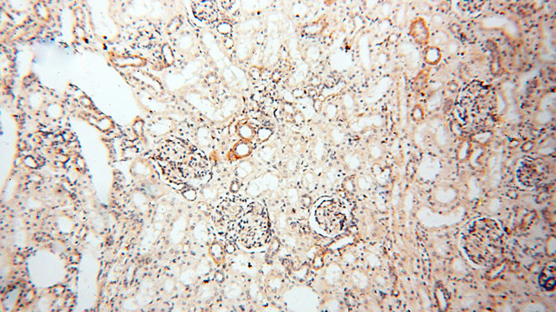 Immunohistochemical of paraffin-embedded human kidney using Catalog No:113542(P2RX4 antibody) at dilution of 1:100 (under 10x lens)