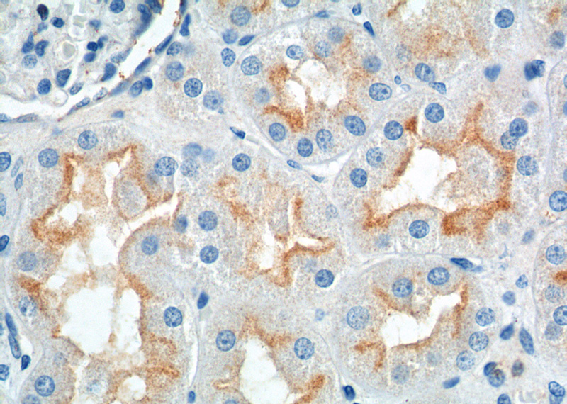 Immunohistochemistry of paraffin-embedded human kidney tissue slide using Catalog No:115301(SLC13A2 Antibody) at dilution of 1:200 (under 40x lens).