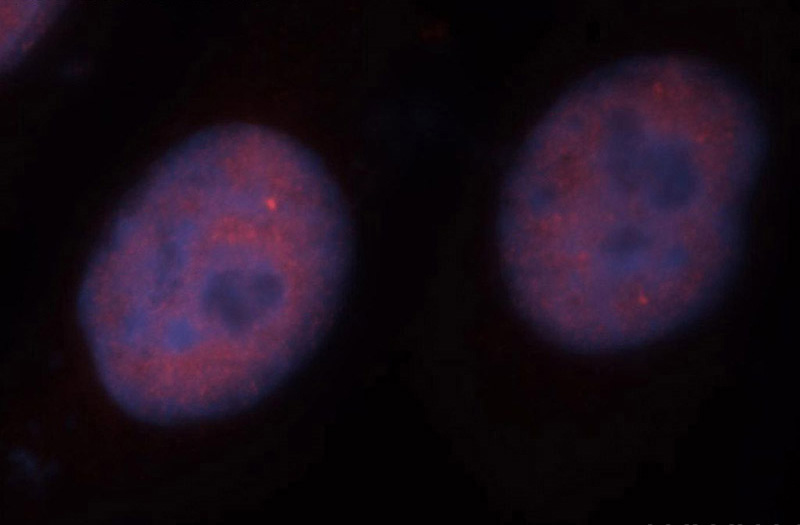 Immunofluorescent analysis of Hela cells, using IRF2BP1 antibody Catalog No:111833 at 1:50 dilution and Rhodamine-labeled goat anti-rabbit IgG (red). Blue pseudocolor = DAPI (fluorescent DNA dye).