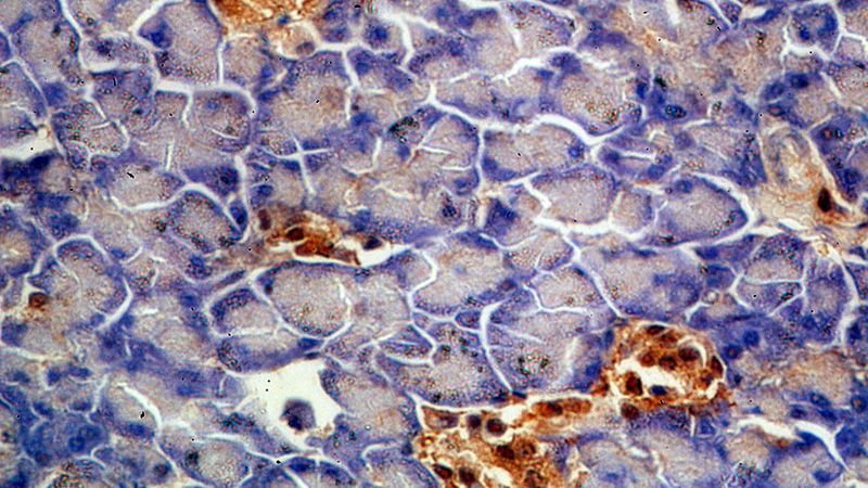 Immunohistochemical of paraffin-embedded human pancreas using Catalog No:110246(ENC1 antibody) at dilution of 1:50 (under 40x lens)