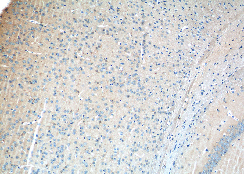 Immunohistochemistry of paraffin-embedded mouse brain tissue slide using Catalog No:111130(GPR50 Antibody) at dilution of 1:50 (under 10x lens)
