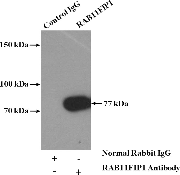 IP Result of anti-RAB11FIP1 (IP:Catalog No:114407, 4ug; Detection:Catalog No:114407 1:600) with HepG2 cells lysate 3200ug.