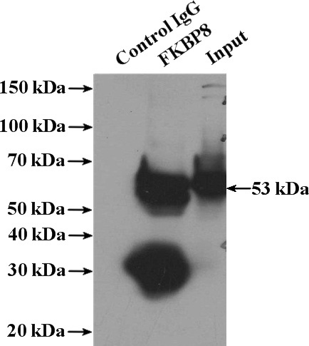 IP Result of anti-FKBP8 (IP:Catalog No:110681, 4ug; Detection:Catalog No:110681 1:500) with HeLa cells lysate 3200ug.