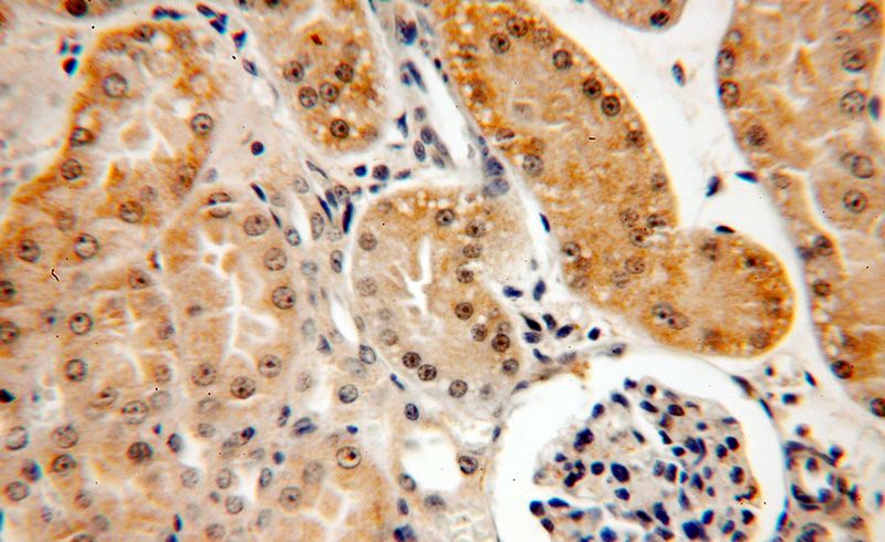 Immunohistochemical of paraffin-embedded human kidney using Catalog No:111236(GTF2H5 antibody) at dilution of 1:50 (under 40x lens)