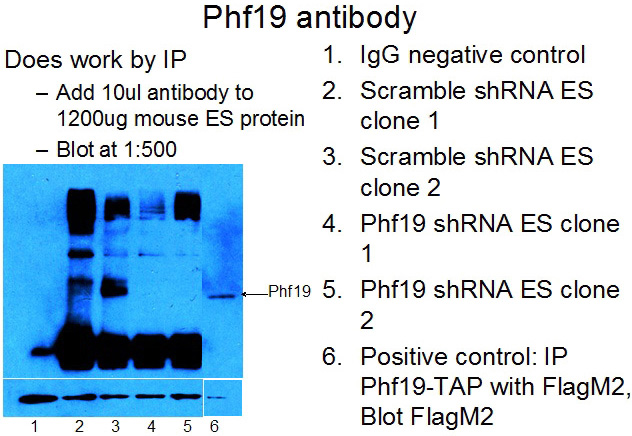 IP result of anti-PHF19(Catalog No:113810) in Mouse ES cell from Monika.