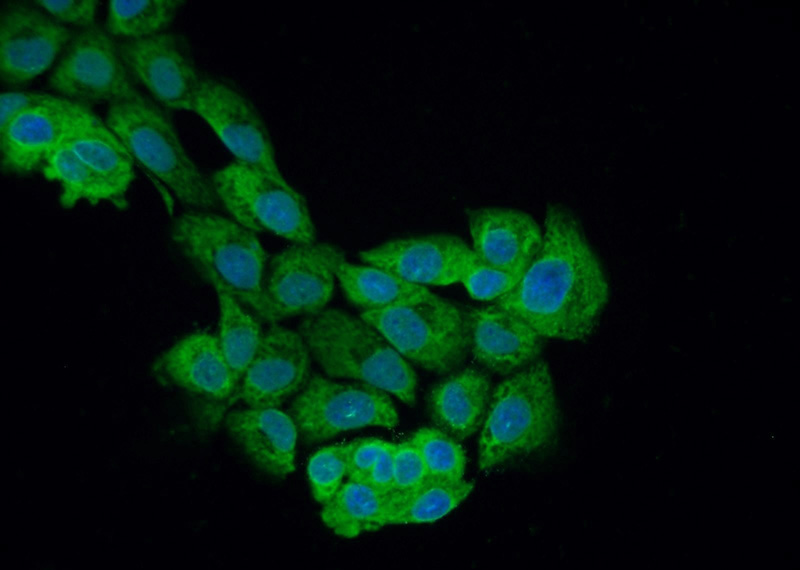 Immunofluorescent analysis of A431 cells using Catalog No:113965(PLEKHO2 Antibody) at dilution of 1:50 and Alexa Fluor 488-congugated AffiniPure Goat Anti-Rabbit IgG(H+L)