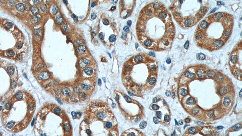 Immunohistochemistry of paraffin-embedded human kidney tissue slide using Catalog No:114055(PKD2 Antibody) at dilution of 1:200 (under 40x lens).