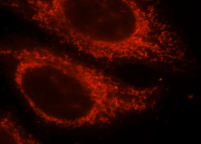 Immunofluorescent analysis of HepG2 cells, using MRPS35 antibody Catalog No:112858 at 1:25 dilution and Rhodamine-labeled goat anti-rabbit IgG (red).