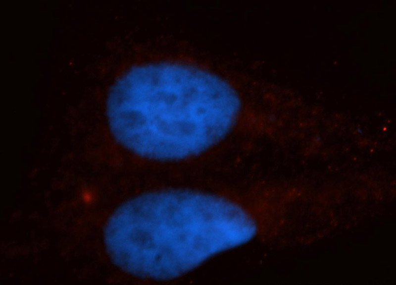 Immunofluorescent analysis of HepG2 cells, using KIF4A antibody Catalog No:112015 at 1:50 dilution and Rhodamine-labeled goat anti-rabbit IgG (red). Blue pseudocolor = DAPI (fluorescent DNA dye).