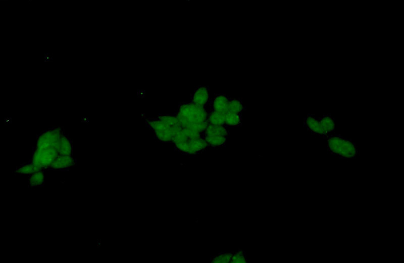 Immunofluorescent analysis of HEK-293 cells using Catalog No:109901(DFFA,DFF45 Antibody) at dilution of 1:50 and Alexa Fluor 488-congugated AffiniPure Goat Anti-Rabbit IgG(H+L)