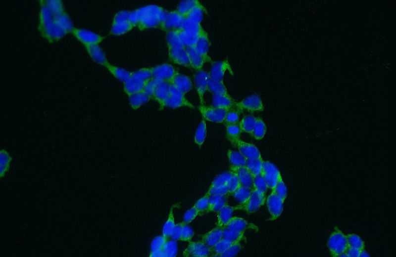 Immunofluorescent analysis of HEK-293 cells using Catalog No:107866(AP2A1 Antibody) at dilution of 1:25 and Alexa Fluor 488-congugated AffiniPure Goat Anti-Rabbit IgG(H+L)