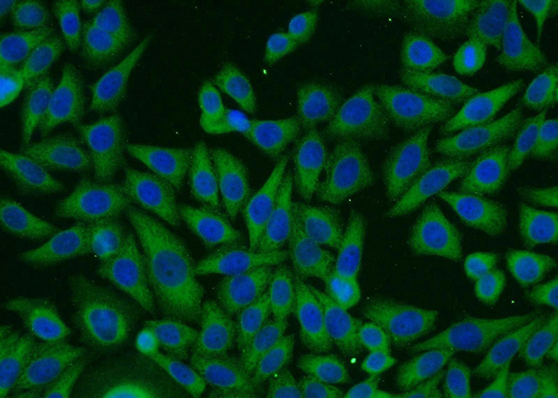 Immunofluorescent analysis of HeLa cells using Catalog No:113480(PACSIN3 Antibody) at dilution of 1:25 and Alexa Fluor 488-congugated AffiniPure Goat Anti-Rabbit IgG(H+L)