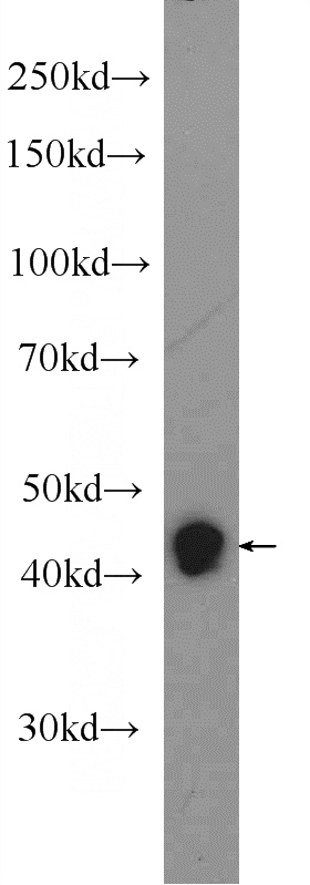 mouse heart tissue were subjected to SDS PAGE followed by western blot with Catalog No:114948(RXRG Antibody) at dilution of 1:600