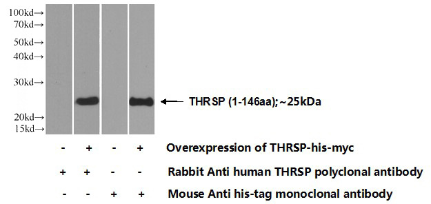 Transfected HEK-293 cells were subjected to SDS PAGE followed by western blot with Catalog No:116057(THRSP Antibody) at dilution of 1:700