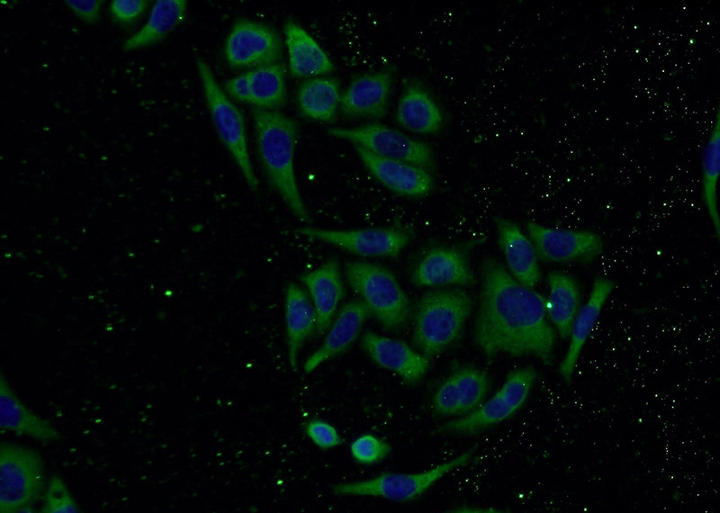 Immunofluorescent analysis of PC-3 cells using Catalog No:109422(CNDP2 Antibody) at dilution of 1:50 and Alexa Fluor 488-congugated AffiniPure Goat Anti-Rabbit IgG(H+L)