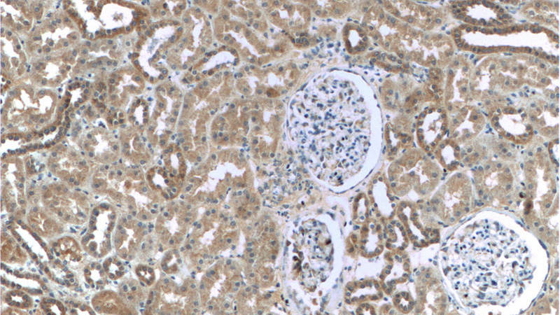 Immunohistochemistry of paraffin-embedded human kidney tissue slide using Catalog No:116975(FAM123B Antibody) at dilution of 1:200 (under 10x lens)