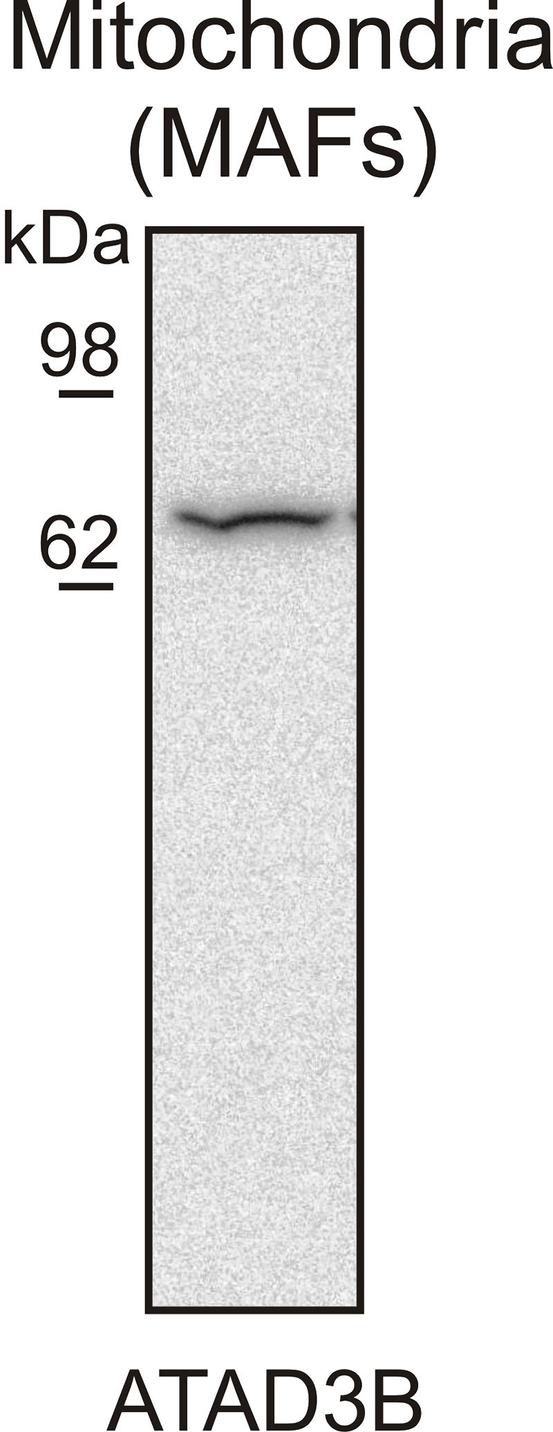 WB result of ATAD3B antibody (Catalog No:108278, 1:500) with mitochondrial lysates from MAFs cells (by Maria Eugenia Soriano of UNIVERSITY OF PADUA, ITALY)