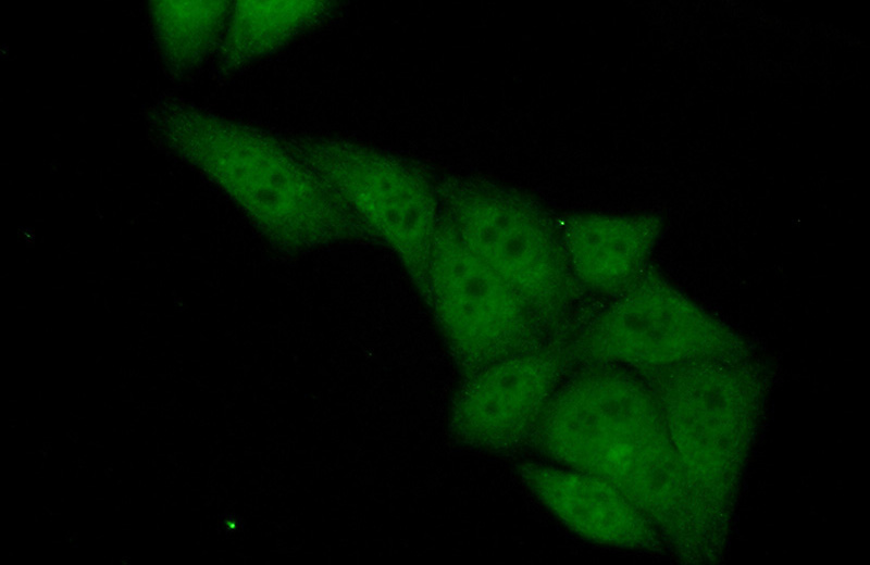 Immunofluorescent analysis of (10% Formaldehyde) fixed HepG2 cells using Catalog No:112286(PSMB9 Antibody) at dilution of 1:50 and Alexa Fluor 488-congugated AffiniPure Goat Anti-Rabbit IgG(H+L)