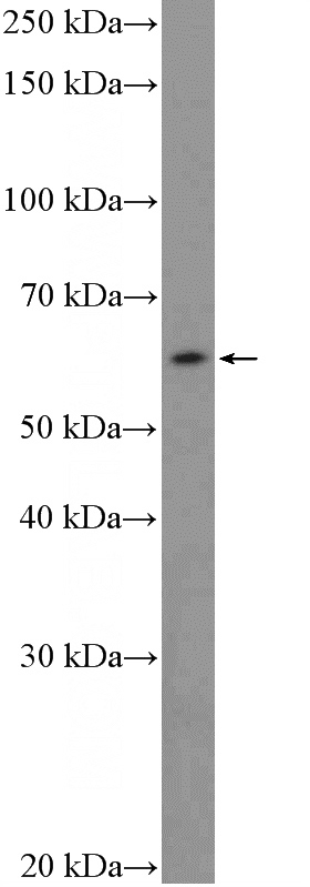 HEK-293 cells were subjected to SDS PAGE followed by western blot with Catalog No:110565(FBXW5 Antibody) at dilution of 1:600