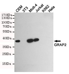 Western blot detection of GRAP2 in GRAP2 positive cell (CEM,Molt-4,Jurkat) and negative cell (3T3,K562,Hela) lysates using GRAP2 mouse mAb (1:1000 diluted).Predicted band size:38KDa.Observed band size:38KDa.