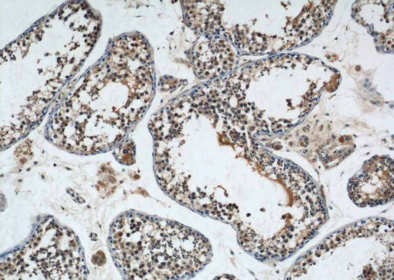 Immunohistochemical of paraffin-embedded human testis using Catalog No:113271(NRAS antibody) at dilution of 1:50 (under 10x lens)