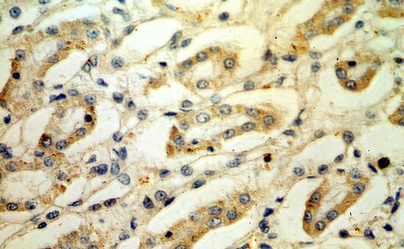 Immunohistochemical of paraffin-embedded human kidney using Catalog No:112404(LY96 antibody) at dilution of 1:50 (under 40x lens)