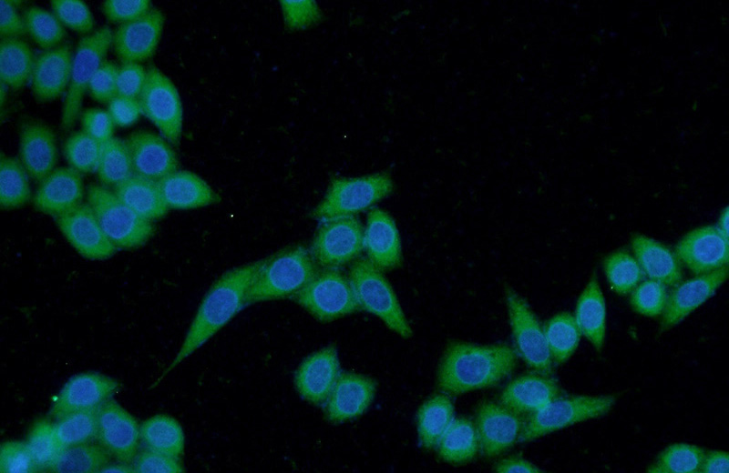Immunofluorescent analysis of HeLa cells using Catalog No:116038(THAP10 Antibody) at dilution of 1:50 and Alexa Fluor 488-congugated AffiniPure Goat Anti-Rabbit IgG(H+L)