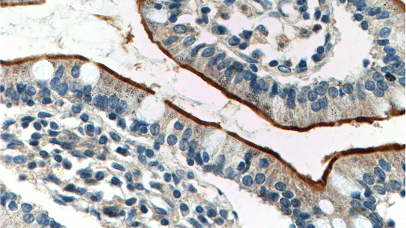 Immunohistochemistry of paraffin-embedded human small intestine tissue slide using Catalog No:111128(GPR39 Antibody) at dilution of 1:200 (under 40x lens).