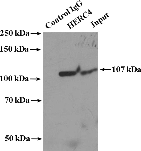 IP Result of anti-HERC4 (IP:Catalog No:111296, 4ug; Detection:Catalog No:111296 1:800) with HeLa cells lysate 2000ug.