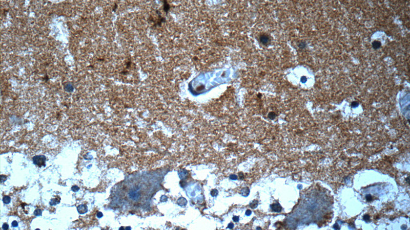 Immunohistochemistry of paraffin-embedded human cerebellum slide using Catalog No:114212(PRODH Antibody) at dilution of 1:50(under 40x lens)
