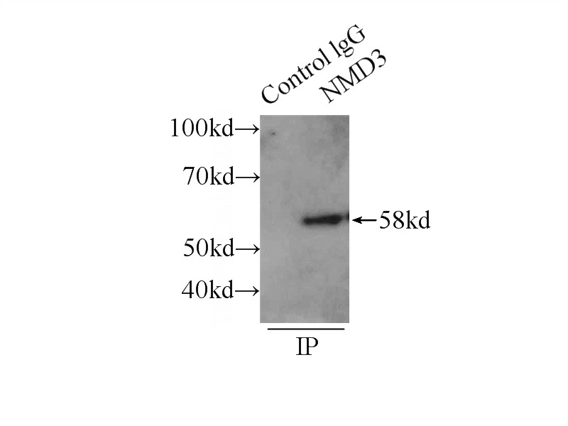 IP Result of anti-NMD3 (IP:Catalog No:113244, 3ug; Detection:Catalog No:113244 1:800) with HepG2 cells lysate 1720ug.