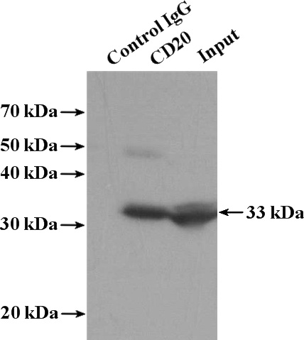 IP Result of anti-MS4A1,CD20 (IP:Catalog No:109005, 4ug; Detection:Catalog No:109005 1:600) with Raji cells lysate 1440ug.