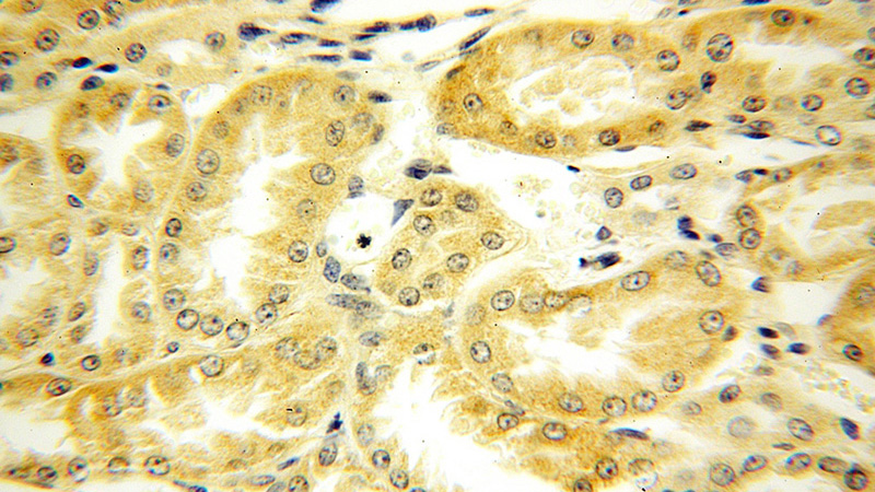 Immunohistochemical of paraffin-embedded human kidney using Catalog No:113958(PLEKHA8 antibody) at dilution of 1:50 (under 40x lens)