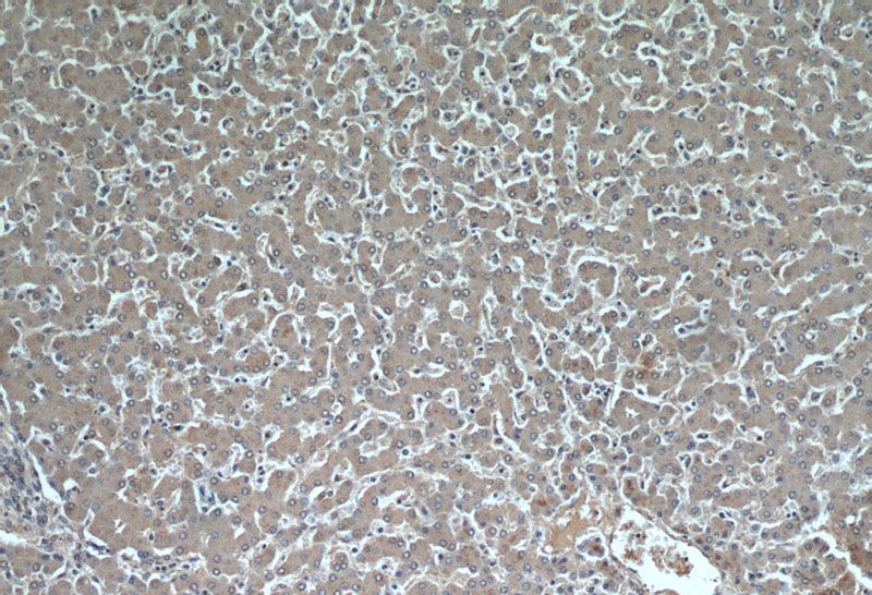 Immunohistochemical of paraffin-embedded human liver using Catalog No:111848(INSIG1 antibody) at dilution of 1:50 (under 10x lens)