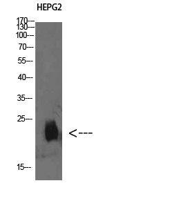 Fig1:; Western Blot analysis of HEPG2 cells using Plasminogen receptor Polyclonal Antibody diluted at 1:500. Secondary antibody（catalog#: HA1001) was diluted at 1:20000
