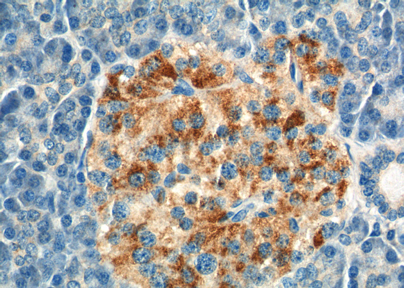 Immunohistochemistry of paraffin-embedded human pancreas tissue slide using Catalog No:108202(ARL4C Antibody) at dilution of 1:50 (under 40x lens).