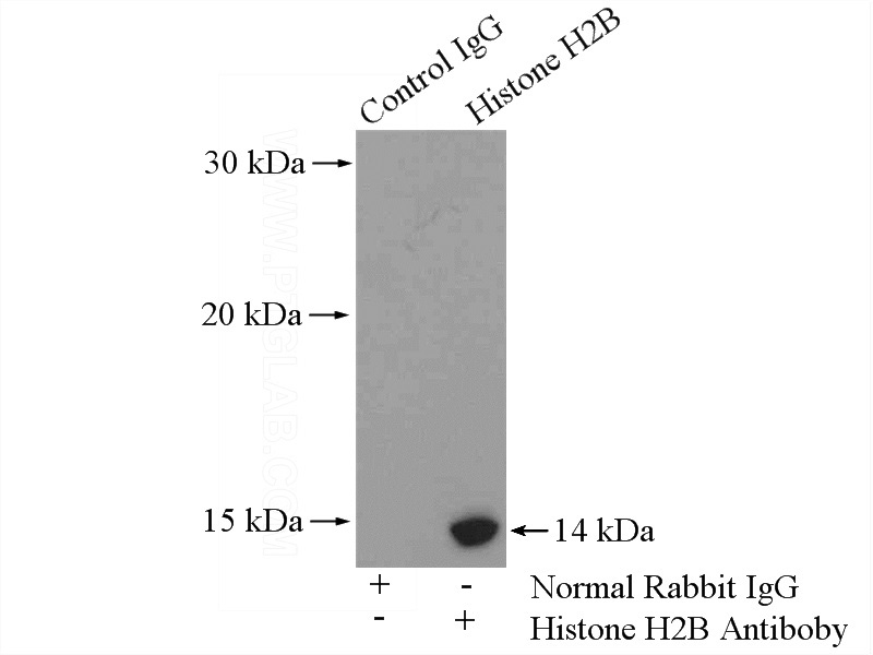 IP Result of anti-Histone H2B (IP:Catalog No:111406, 4ug; Detection:Catalog No:111406 1:500) with HEK-293 cells lysate 2000ug.