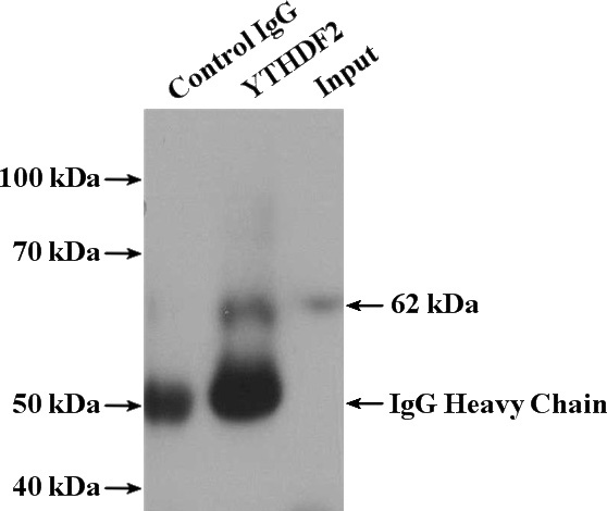 IP Result of anti-YTHDF2 (IP:Catalog No:116895, 4ug; Detection:Catalog No:116895 1:600) with Jurkat cells lysate 2000ug.