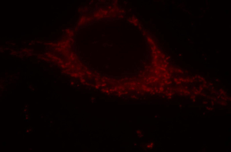 Immunofluorescent analysis of HepG2 cells, using ATP5A1 antibody Catalog No:108350 at 1:25 dilution and Rhodamine-labeled goat anti-rabbit IgG (red).