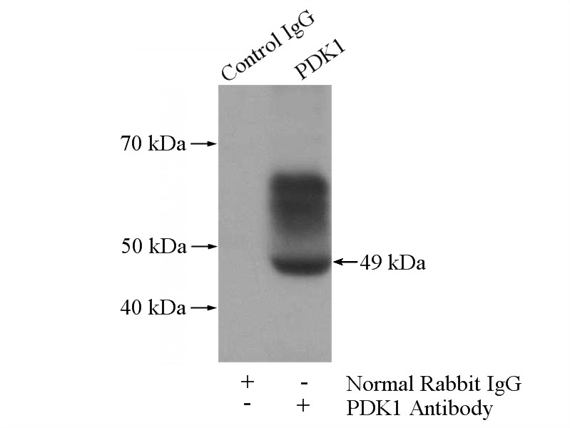 IP Result of anti-PDK1 (IP:Catalog No:113623, 6ug; Detection:Catalog No:113623 1:1000) with NIH/3T3 cells lysate 1200ug.