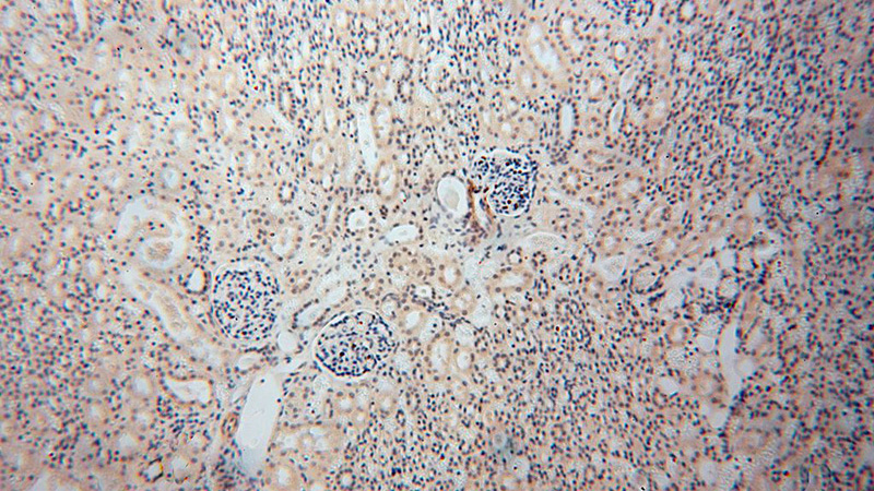 Immunohistochemical of paraffin-embedded human kidney using Catalog No:116677(UCKL1 antibody) at dilution of 1:100 (under 10x lens)