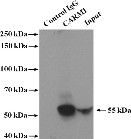 IP Result of anti-CARM1 (IP:Catalog No:108861, 4ug; Detection:Catalog No:108861 1:500) with NIH/3T3 cells lysate 2000ug.
